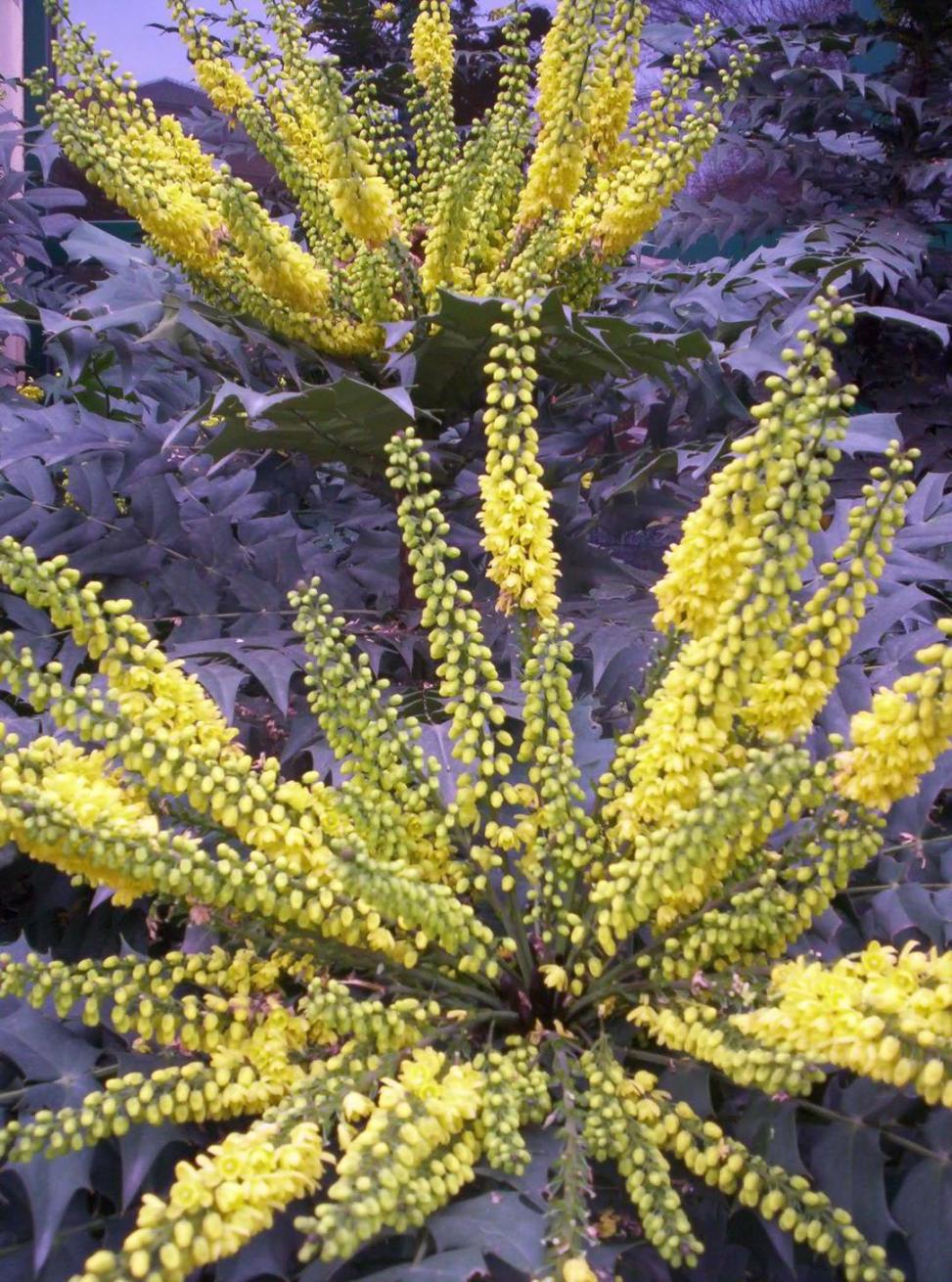 Mahonia sp. (pianta coltivata)